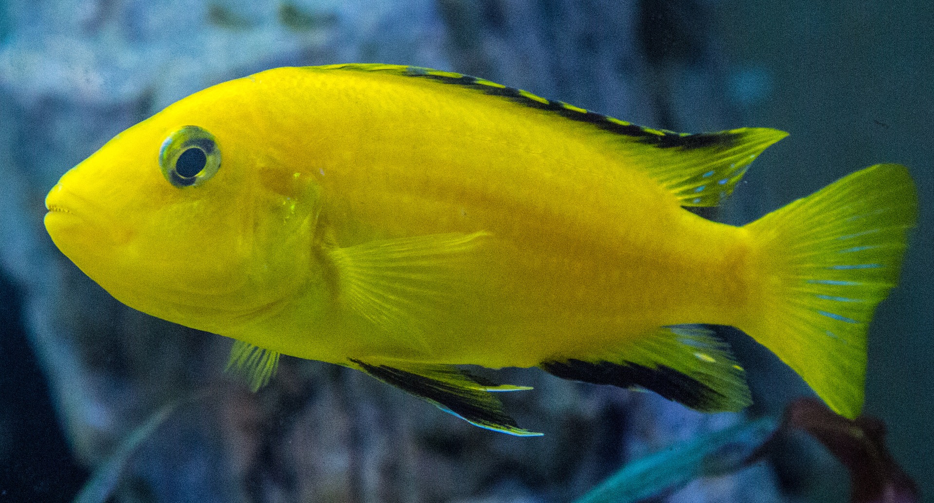 Køb cichlider